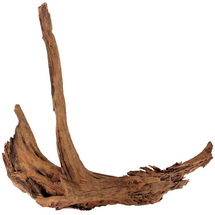 JBJ MALAYSIAN DRIFTWOOD - XXL (27"-31")