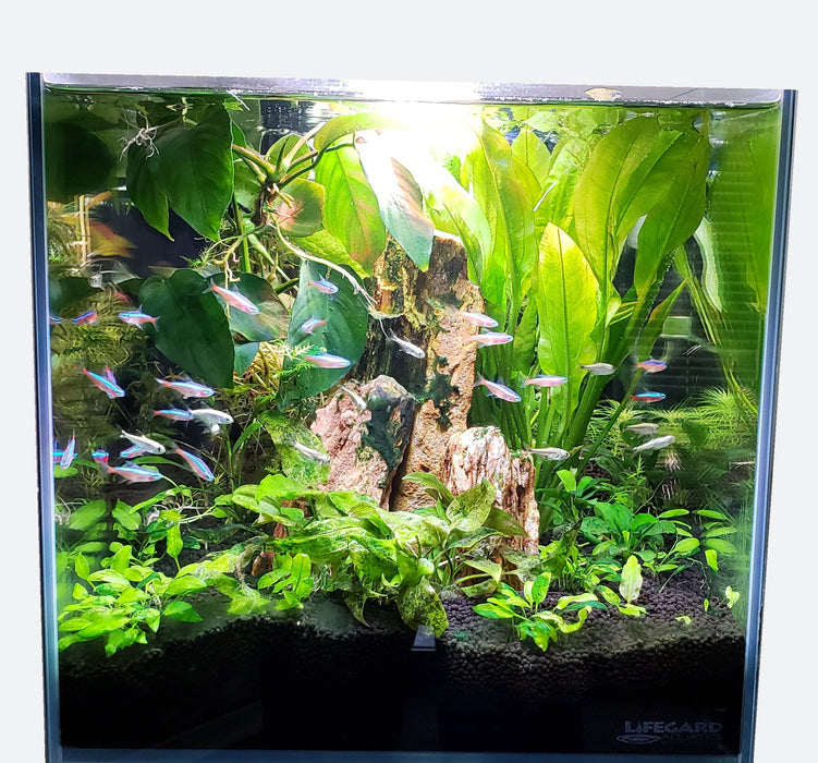 LIFEGARD Aquatic 14 Gallon Ultra Low Iron Glass CRYSTAL Aquarium with Built in Side Filter